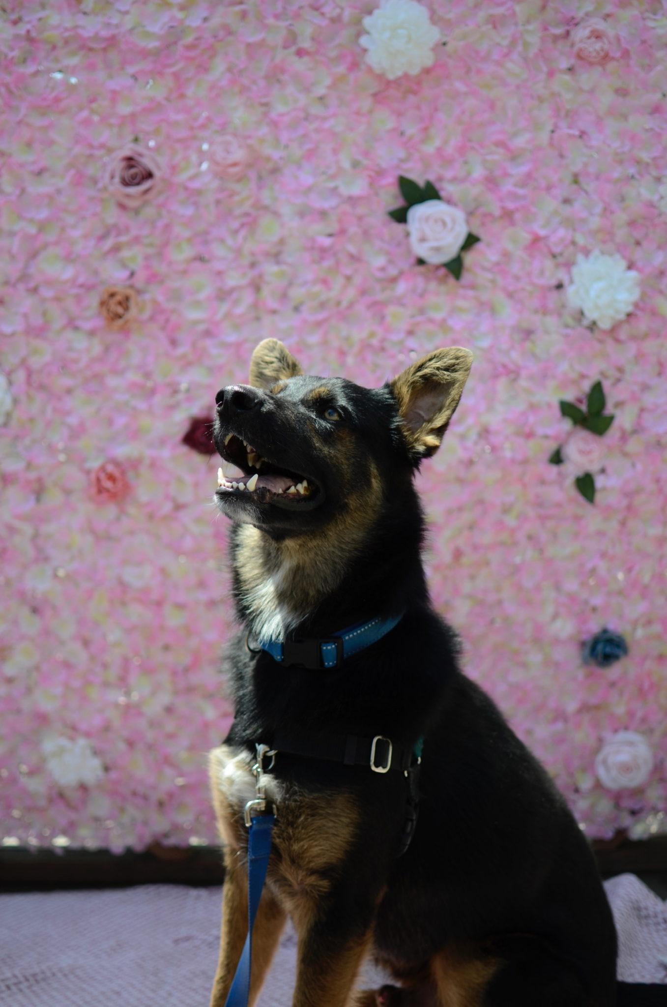 Bubbles Dog Rescue Rescue Your Rescue