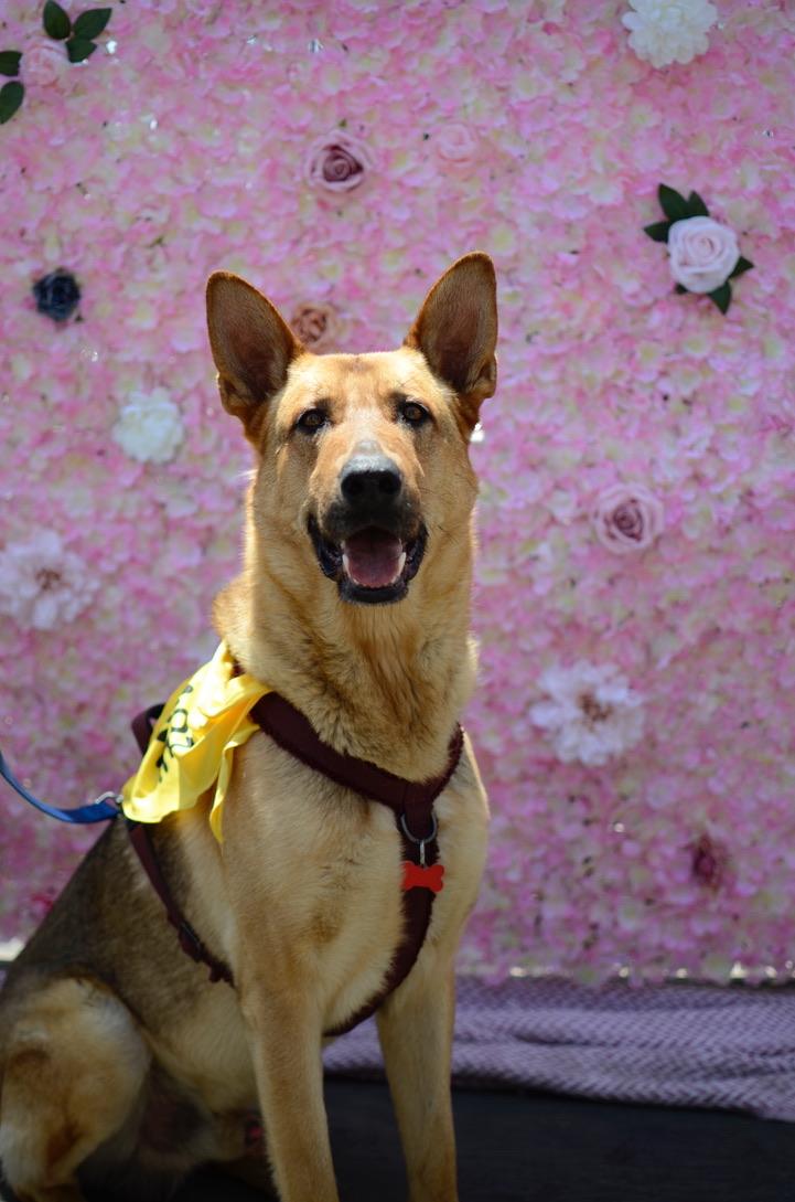 Bubbles Dog Rescue Rescue Your Rescue