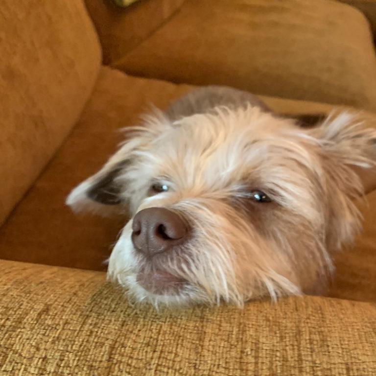 Meet the Team Bubbles Dog Rescue