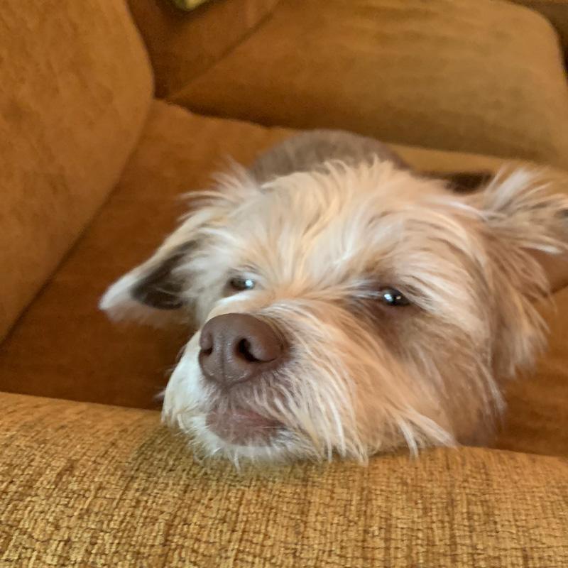 Meet the Team Bubbles Dog Rescue