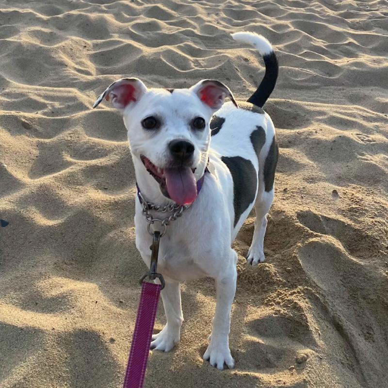 Meet the Team Bubbles Dog Rescue