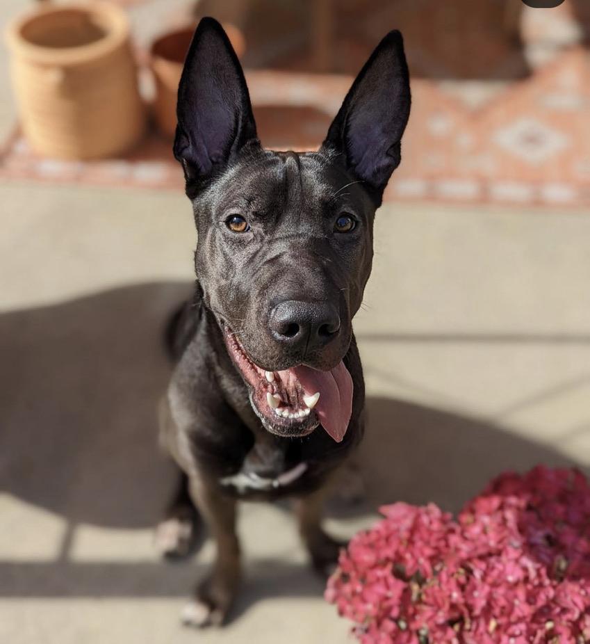 Contact Bubbles Dog Rescue