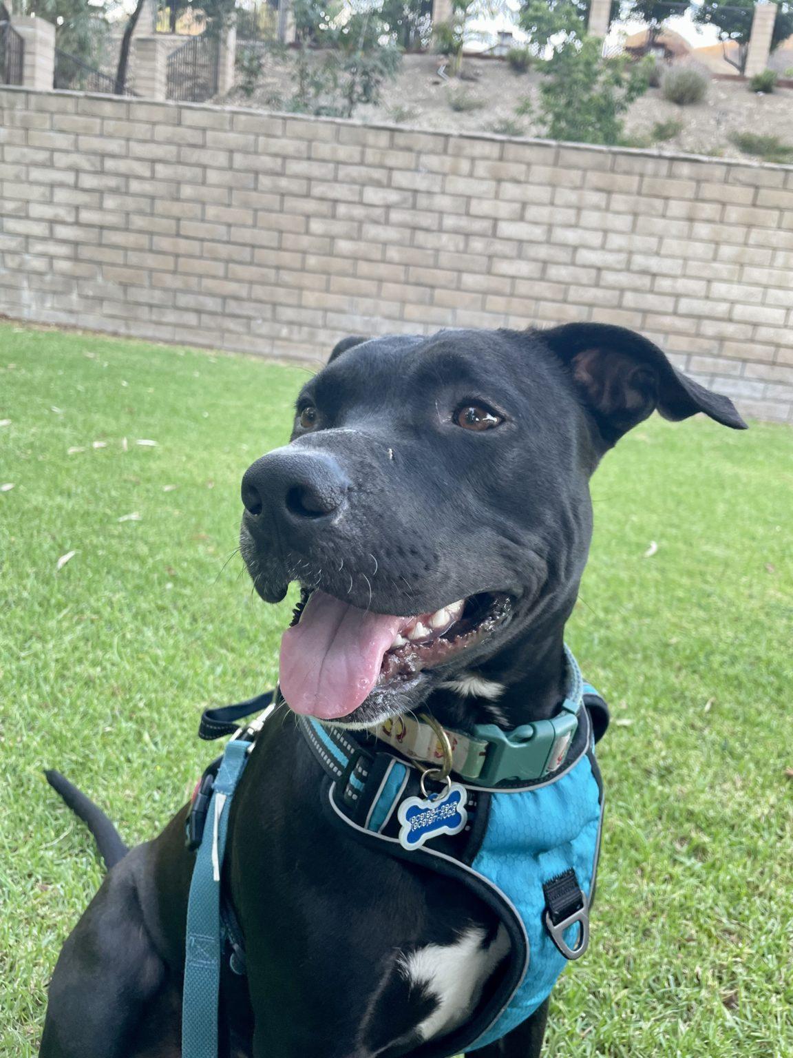 Donate Bubbles Dog Rescue