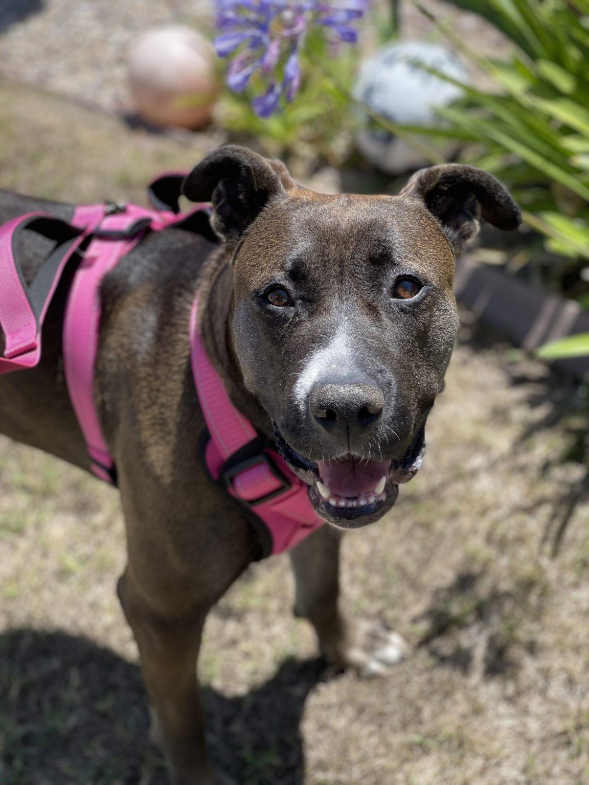 Adoption Process Bubbles Dog Rescue