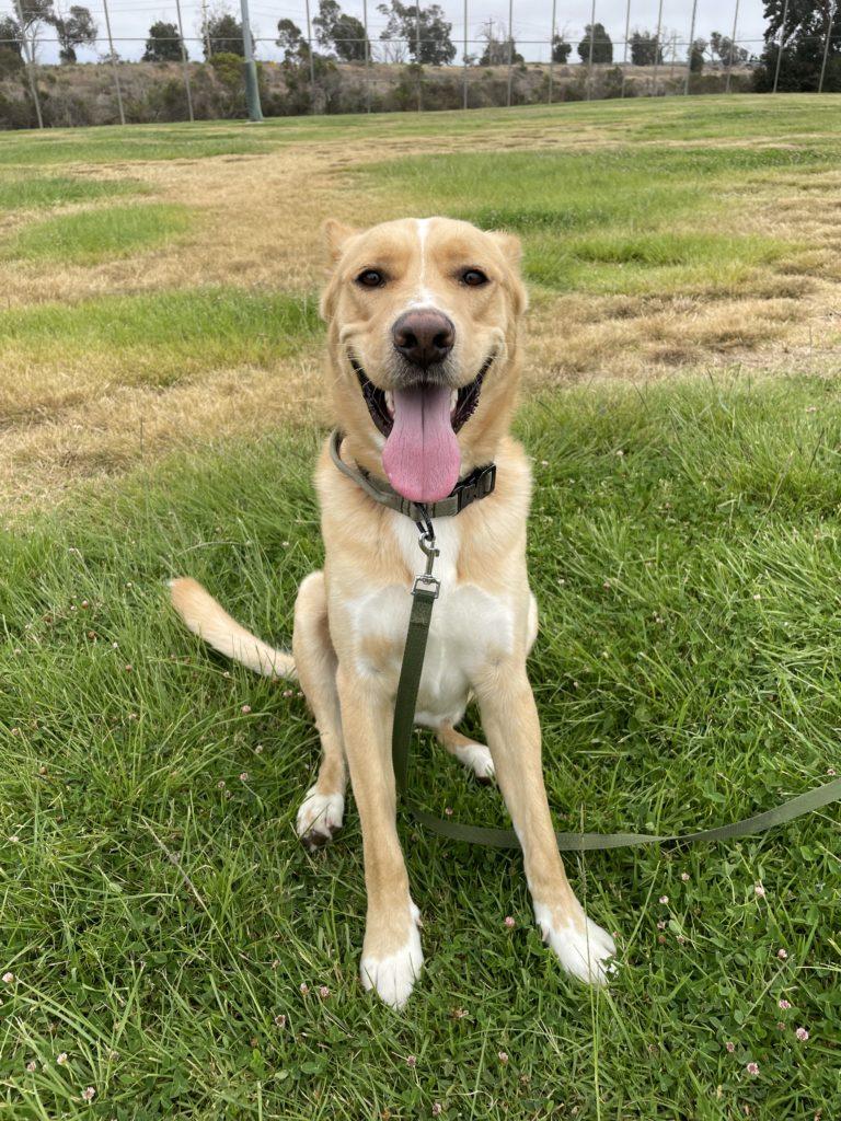 About Bubbles Dog Rescue