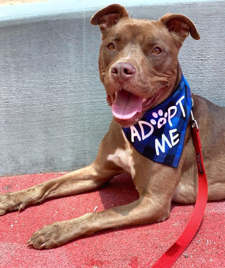 Adoption Fees Bubbles Dog Rescue