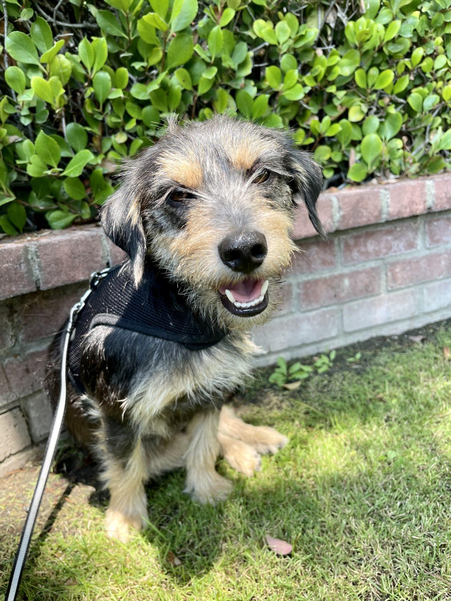 Tax Information Bubbles Dog Rescue