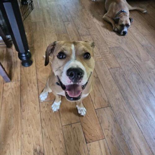 Calvin Bubbles Dog Rescue