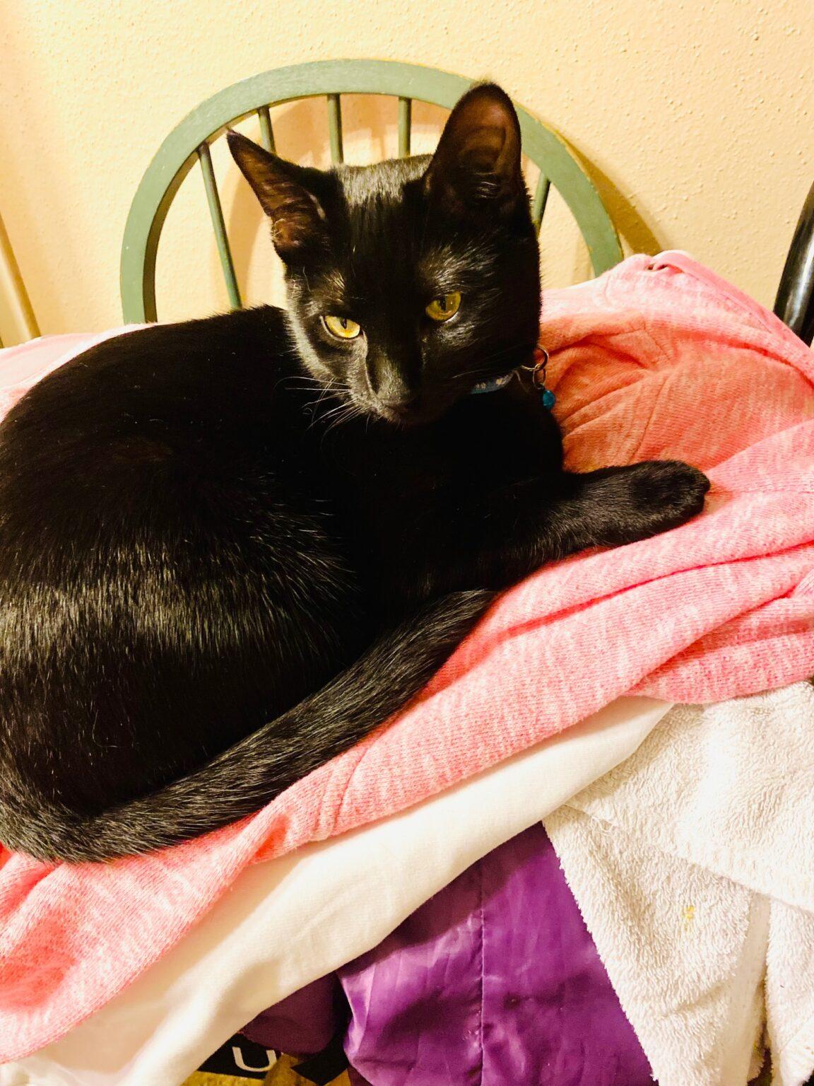 Meet the Team Bubbles Dog Rescue