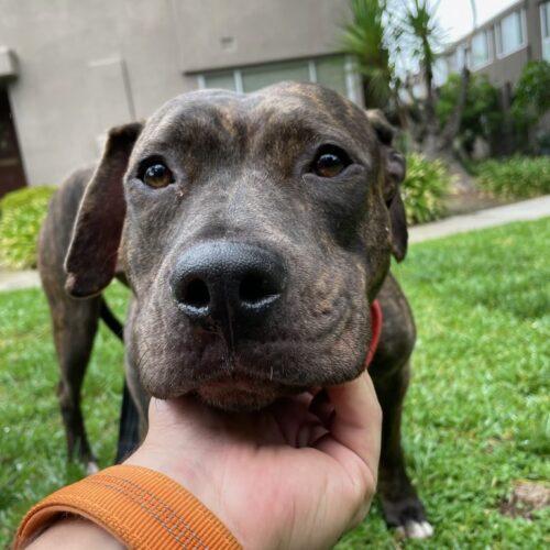 Millie (Bobby Brown) Bubbles Dog Rescue