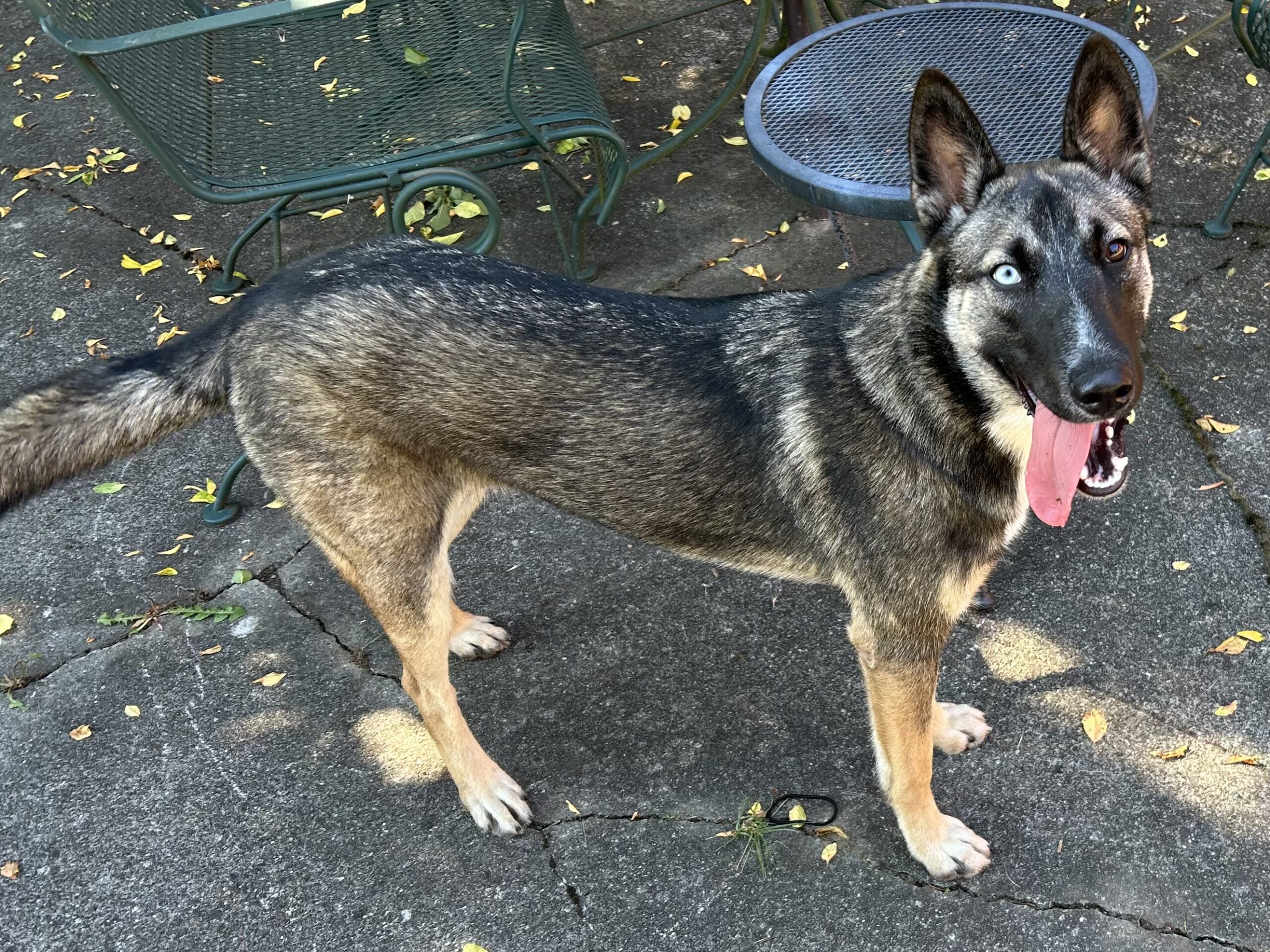 Bonnie Bubbles Dog Rescue