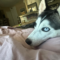 Echo