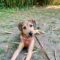 Linus
