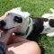 Maisy