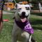 Maisy