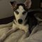 Balto