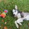 Balto