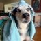 Balto
